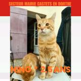 Photo de chat perdu à Castets Et Castillon