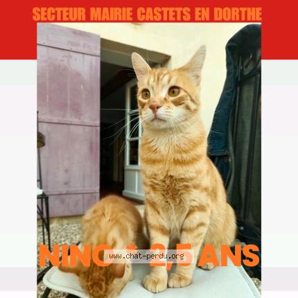 Photo 1/1 Chat retrouvé Perdu à Castets et castillon