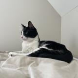 Photo de chat perdu à Dourdan