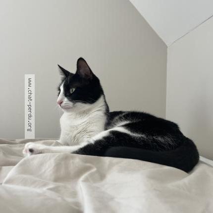 Photo 1/1 Chat retrouvé Perdu à Dourdan