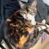 Photo de chat perdu à La Rochelle