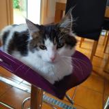 Photo de chat trouvé à Genay