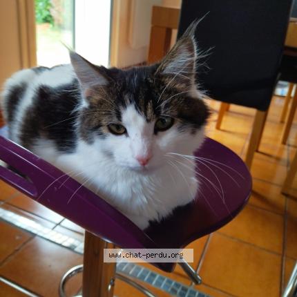 Photo 1/1 Chat retrouvé Trouvé à Genay