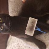 Photo de chat perdu à Brive La Gaillarde