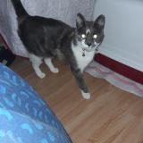 Photo de chat perdu à La Celle Saint Cloud