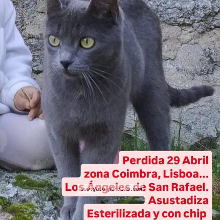 Photo 1/1 Bo Chat perdu à Los angeles de san rafael