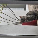 Photo de chat perdu à Cornebarrieu