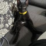 Photo de chat perdu à Aubervilliers