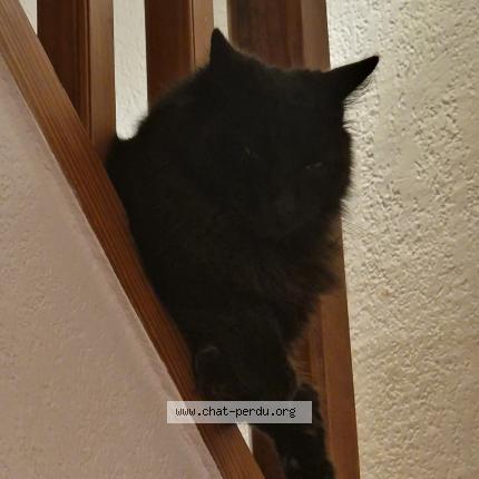 Photo 1/1 ANGÉLIQUE GAILLARD Chat perdu à Montpellier france