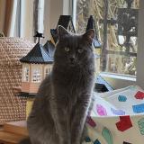 Photo de chat perdu à Meudon