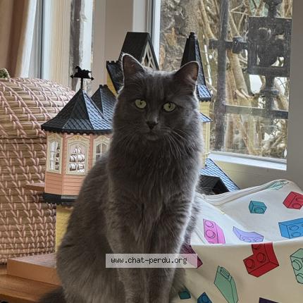 Photo 1/1 Chat retrouvé Perdu à Meudon