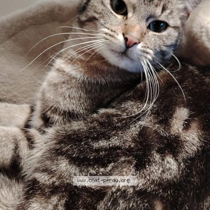 Photo 1/1 Portos Chat perdu à Pietrain