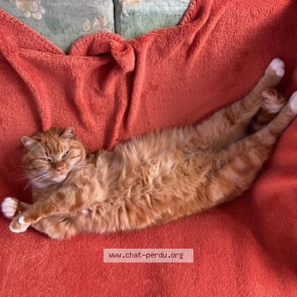 Photo 1/2 Cajou Chat perdu à Aups