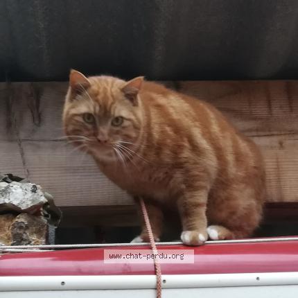 Photo 2/2 Cajou Chat perdu à Aups