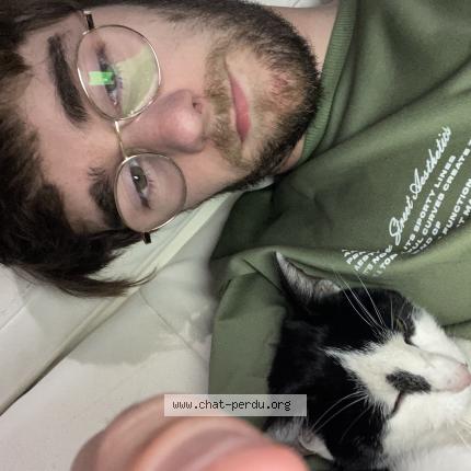 Photo 1/1 Chat retrouvé Perdu à Blois