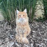 Photo de chat perdu à La Haie Fouassiere