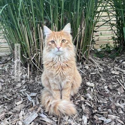 Photo 1/1 Chat retrouvé Perdu à La haie fouassiere