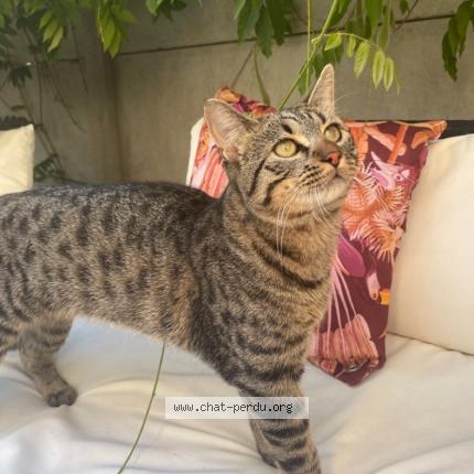 Photo 1/1 Tomy Chat perdu à Wissou