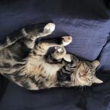 Photo de chat perdu à Plouescat