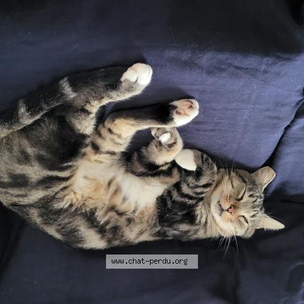 Photo 1/1 Chat retrouvé Perdu à Plouescat