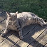 Photo de chat perdu à Cranves Sales