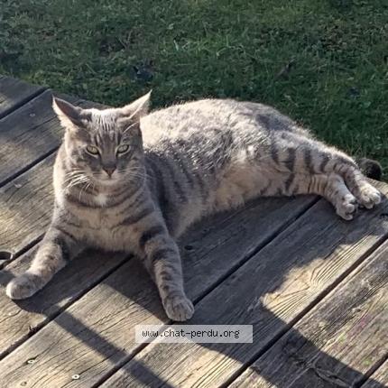 Photo 1/1 Chat retrouvé Perdu à Cranves sales