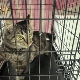 Photo de chat perdu à Anaheim