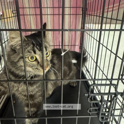 Photo 1/1 Manzanita Chat perdu à Anaheim