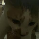 Photo de chat perdu à Vero Beach