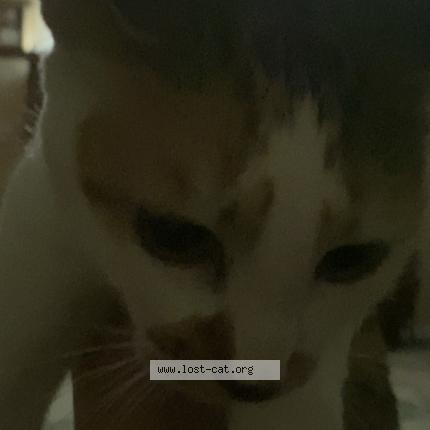 Photo 1/1 Playboi carti Chat perdu à Vero beach