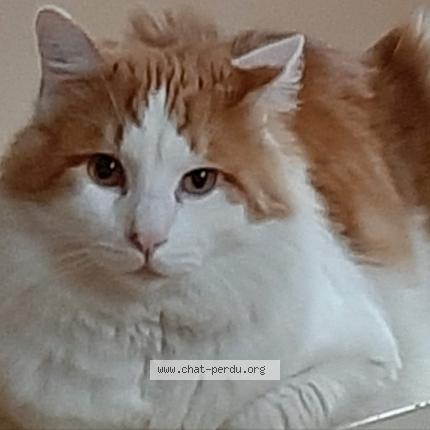 Photo 1/1 Zarco Chat perdu à Marseille