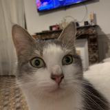 Photo de chat perdu à Epinay Sur Orge