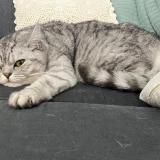 Photo de chat perdu à Le Vesinet