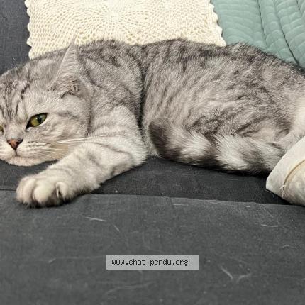 Photo 1/1 Chat retrouvé Perdu à Le vesinet
