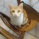 Photo de chat perdu à Maclas