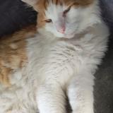 Photo de chat perdu à Marseille