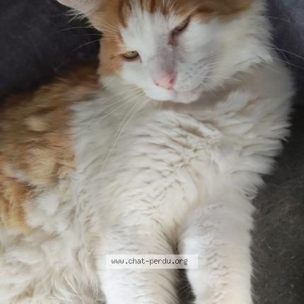 Photo 1/1 Zarco Chat perdu à Marseille