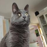 Photo de chat perdu à Carrieres Sur Seine