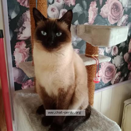 Photo 1/1 Pin'up Chat perdu à Coex