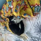 Photo de chat perdu à Alfortville 94140