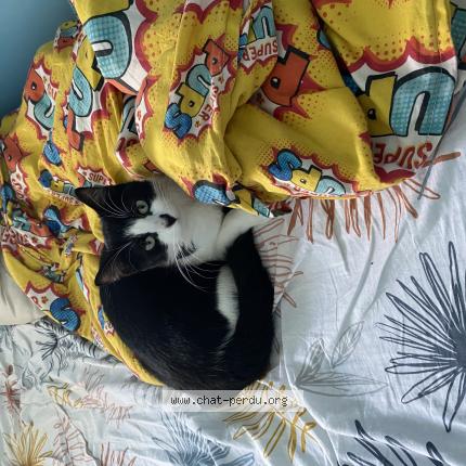 Photo 1/1 Chat retrouvé Perdu à Alfortville 94140