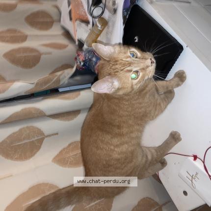 Photo 1/1 Chat trouvé Trouvé à Matane