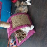 Photo de chat perdu à Sartrouville