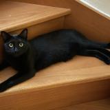 Photo de chat perdu à Clermont Ferrand