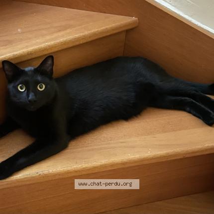 Photo 1/1 Chat retrouvé Perdu à Clermont ferrand