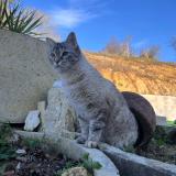 Photo de chat perdu à Graulhet