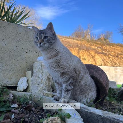 Photo 1/1 Chat retrouvé Perdu à Graulhet