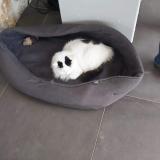 Photo de chat perdu à Ecommoy