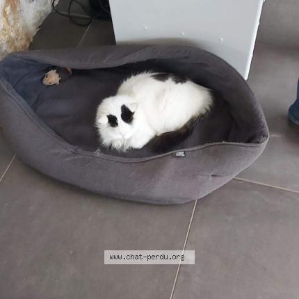 Photo 1/1 Chat retrouvé Perdu à Ecommoy