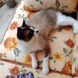 Photo de chat perdu à La Madeleine